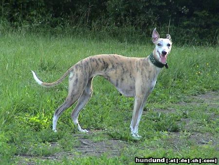 Whippet Hunde Foto 16886 in höherer Auflösung ansehen Whippet wieso darf ich nicht jagen?