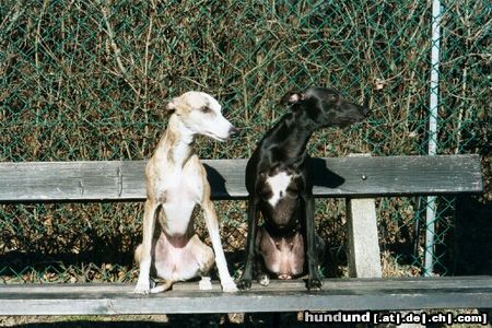 Whippet Hunde Foto 16405 Whippet Wann kommt der nächste Bus?