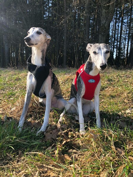 Whippet Hunde Foto 47780 Whippet DAS SIND MEINE ZWEI WHIPPETS
