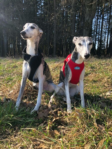 Whippet DAS SIND MEINE ZWEI  WHIPPETS 