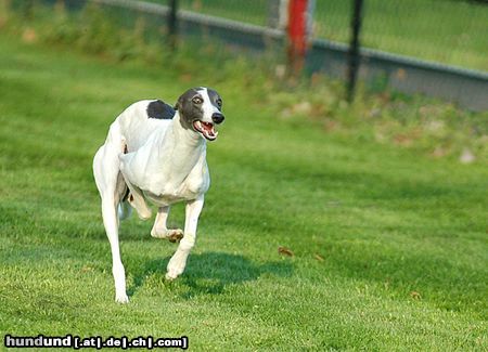 Whippet Hunde Foto 21007 in höherer Auflösung ansehen Whippet Auf der Rennbahn