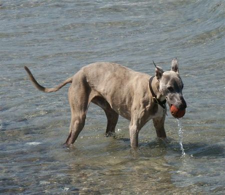 Whippet Hunde Foto 33071 in höherer Auflösung ansehen Whippet Whippet in der Ostsee
