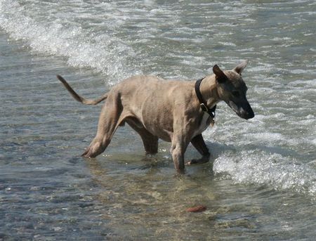 Whippet Hunde Foto 33072 in höherer Auflösung ansehen Whippet etwas zögerlich
