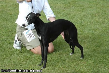 Whippet Hunde Foto 15198 Whippet wspaniała, 8-mio letnia suczka (na zdjeciu na wystawie we Wrocławiu 2004r)