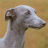 Whippet Whippet