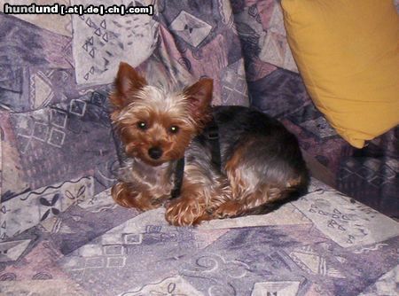 Yorkshire Terrier Eve beim faulenzen