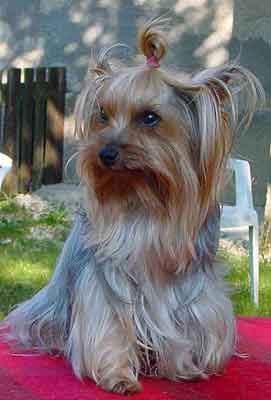 Yorkshire Terrier Hunde Foto 2299 Yorkshire Terrier Dandy der Silver Sphinx 2002
