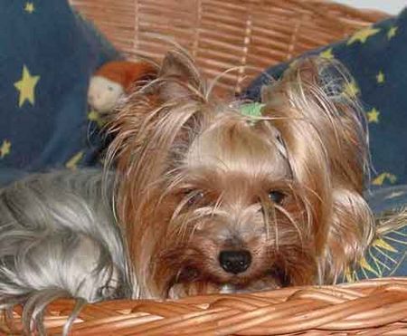 Yorkshire Terrier Hunde Foto 2301 Yorkshire Terrier Dandy der Silver Sphinx