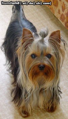 Yorkshire Terrier Hunde Foto 3452 Yorkshire Terrier Provocation-Trixy