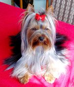 Yorkshire Terrier Provocation-Trixy