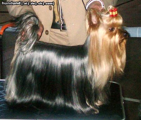 Yorkshire Terrier Hunde Foto 3941 Yorkshire Terrier Yorkshire-Terrier
