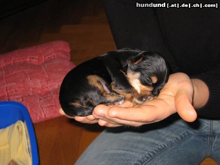 Yorkshire Terrier Hunde Foto 21925 Yorkshire Terrier sammy mit 2 wochen