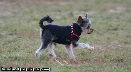 Yorkshire Terrier Hunde Foto 26718 in höherer Auflösung ansehen Yorkshire Terrier WB 01.11.05