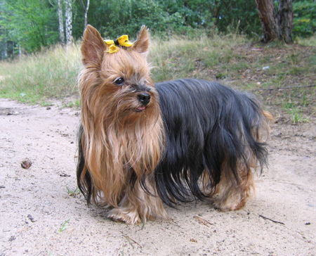 Yorkshire Terrier Hunde Foto 40110 in höherer Auflösung ansehen Yorkshire Terrier Bala Anitas - Maja