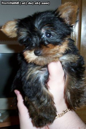 Yorkshire Terrier Hunde Foto 4010 Yorkshire Terrier nuestra mascota yorki, el torbellino de la casa