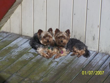 Yorkshire Terrier Hunde Foto 40601 in höherer Auflösung ansehen Yorkshire Terrier Benny und Benji