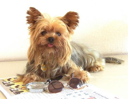 Yorkshire Terrier Hunde Foto 28117 Yorkshire Terrier unser aufmerksamer Zuhörer