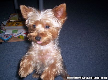 Yorkshire Terrier Hunde Foto 23078 in höherer Auflösung ansehen Yorkshire Terrier Ich bin Eve, eine ganz liebe Hundedame