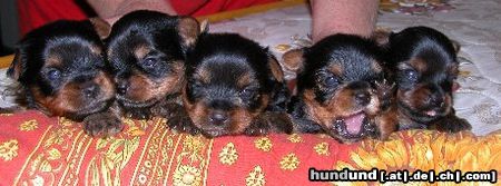Yorkshire Terrier Hunde Foto 25288 in höherer Auflösung ansehen Yorkshire Terrier Von El Cassius Dio Yorkshire terrier
