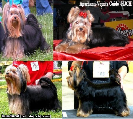 Yorkshire Terrier Hunde Foto 25286 in höherer Auflösung ansehen Yorkshire Terrier Von El Cassius Dio