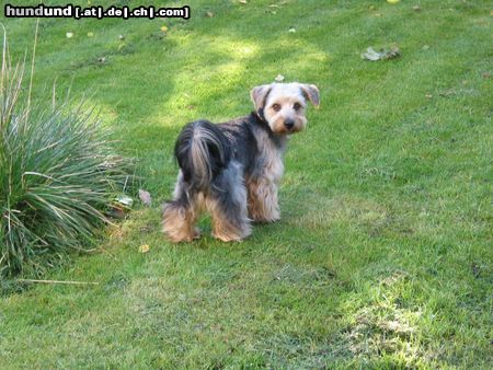 Yorkshire Terrier Hunde Foto 24789 Yorkshire Terrier Yorkshire mal anders