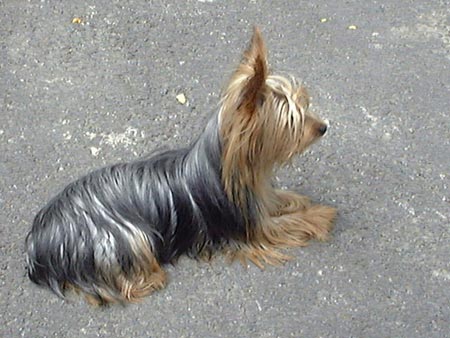 Yorkshire Terrier Hunde Foto 343 Yorkshire Terrier Niki