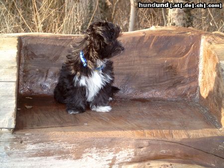 Yorkshire Terrier Hunde Foto 17961 Yorkshire Terrier unser Liebstes