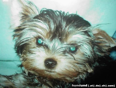Yorkshire Terrier Hunde Foto 17136 Yorkshire Terrier Zur Erinnerung an B.M.Ritchie gestorben 15.12.2003