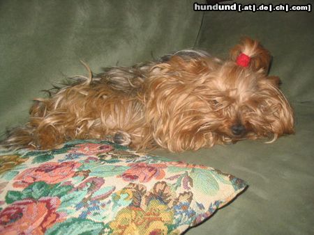 Yorkshire Terrier Hunde Foto 10098 Yorkshire Terrier Nana schläft