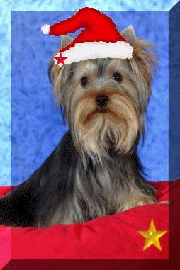 Yorkshire Terrier Ich bins, der Nikolaus
