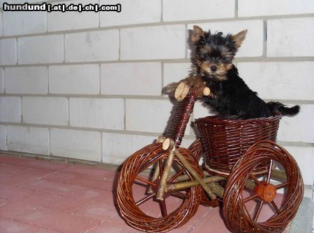 Yorkshire Terrier Hunde Foto 44319 in höherer Auflösung ansehen Yorkshire Terrier Mischa BIKER