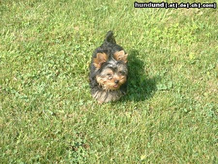 Yorkshire Terrier Hunde Foto 4882 Yorkshire Terrier bin ich nicht hübsch?