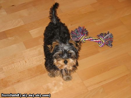 Yorkshire Terrier Hunde Foto 23599 Yorkshire Terrier
