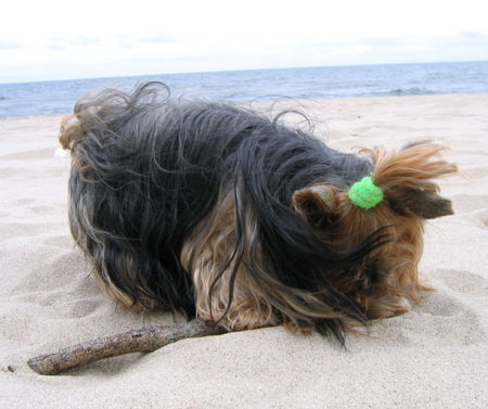 Yorkshire Terrier Hunde Foto 40112 in höherer Auflösung ansehen Yorkshire Terrier Bala Anitas - Maja