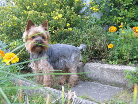 Yorkshire Terrier Hunde Foto 40108 in höherer Auflösung ansehen Yorkshire Terrier Tamaryszek Complement - Dastin