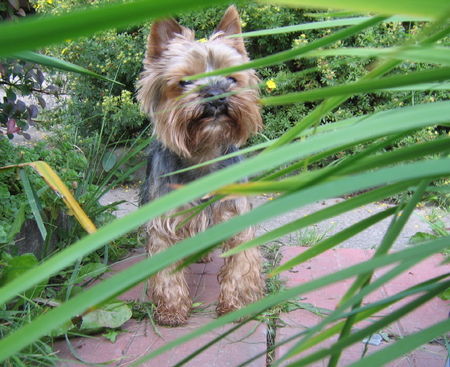 Yorkshire Terrier Hunde Foto 40107 in höherer Auflösung ansehen Yorkshire Terrier Tamaryszek Complement - Dastin