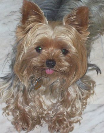 Yorkshire Terrier Hunde Foto 28115 Yorkshire Terrier unser aufmerksamer Zuhörer