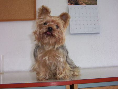 Yorkshire Terrier Hunde Foto 28620 in höherer Auflösung ansehen Yorkshire Terrier unser