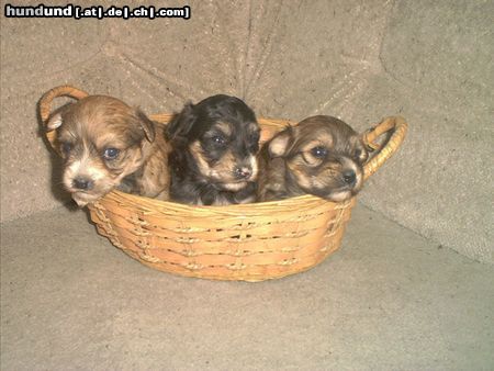Yorkshire Terrier Hunde Foto 3350 Yorkshire Terrier wau ist das lustig!