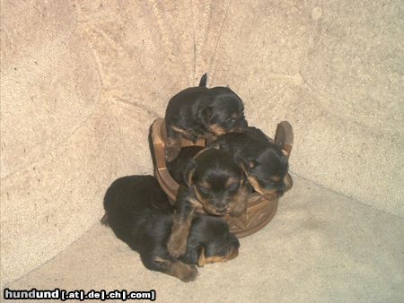 Yorkshire Terrier Hunde Foto 3348 Yorkshire Terrier wau ist das lustig!