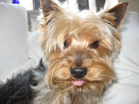 Yorkshire Terrier Archie entspannt