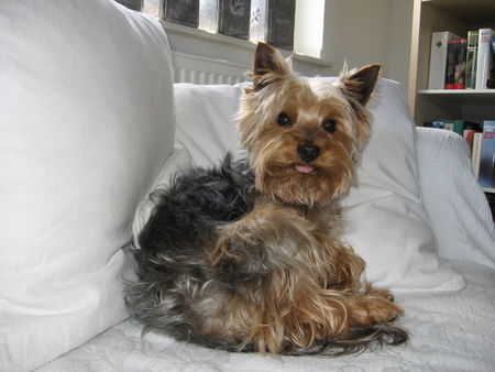Yorkshire Terrier Hunde Foto 38728 Yorkshire Terrier Archie