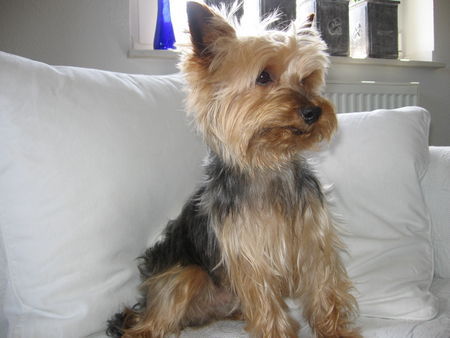 Yorkshire Terrier Hunde Foto 42846 Yorkshire Terrier Archie