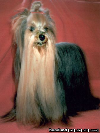 Yorkshire Terrier Hunde Foto 7813 Yorkshire Terrier Armani sweet surprise