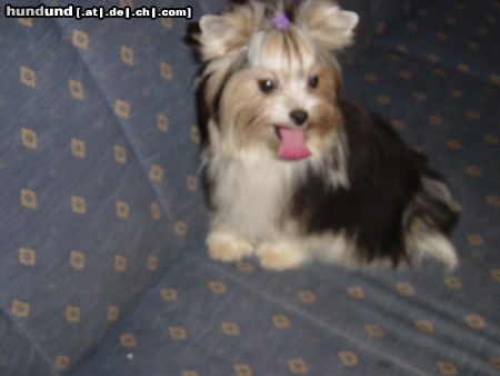 Yorkshire Terrier Hunde Foto 9351 Yorkshire Terrier Art of Highclass Ethera (Biewer Yorkshire Terrier)