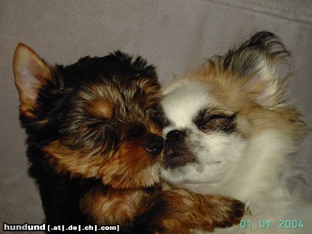 Yorkshire Terrier Hunde Foto 17043 Yorkshire Terrier