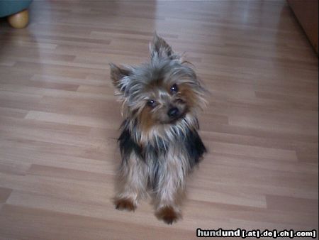 Yorkshire Terrier Hunde Foto 4769 Yorkshire Terrier Rüde