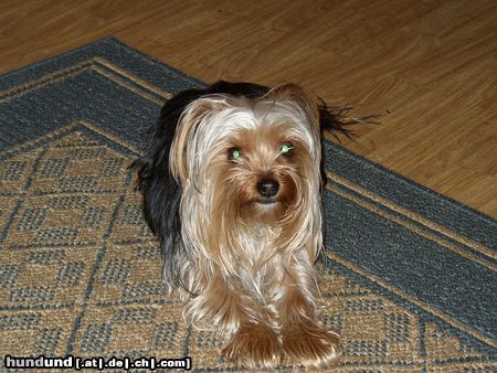 Yorkshire Terrier Hunde Foto 19524 Yorkshire Terrier BÄR