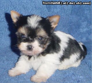 Yorkshire Terrier Hunde Foto 9353 Yorkshire Terrier Art of Highclass Jim Beam (Biewer Yorkshire Terrier)