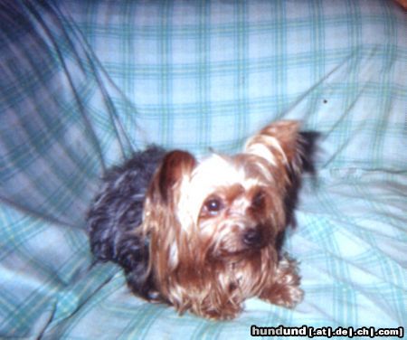 Yorkshire Terrier Hunde Foto 18041 Yorkshire Terrier Baby, 14 Jahr